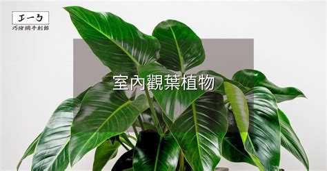 家裡種樹|室內樹指南：打造居家綠意，7種觀葉植物推薦 